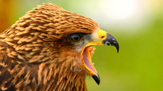 Schwarzmilan (6).jpg